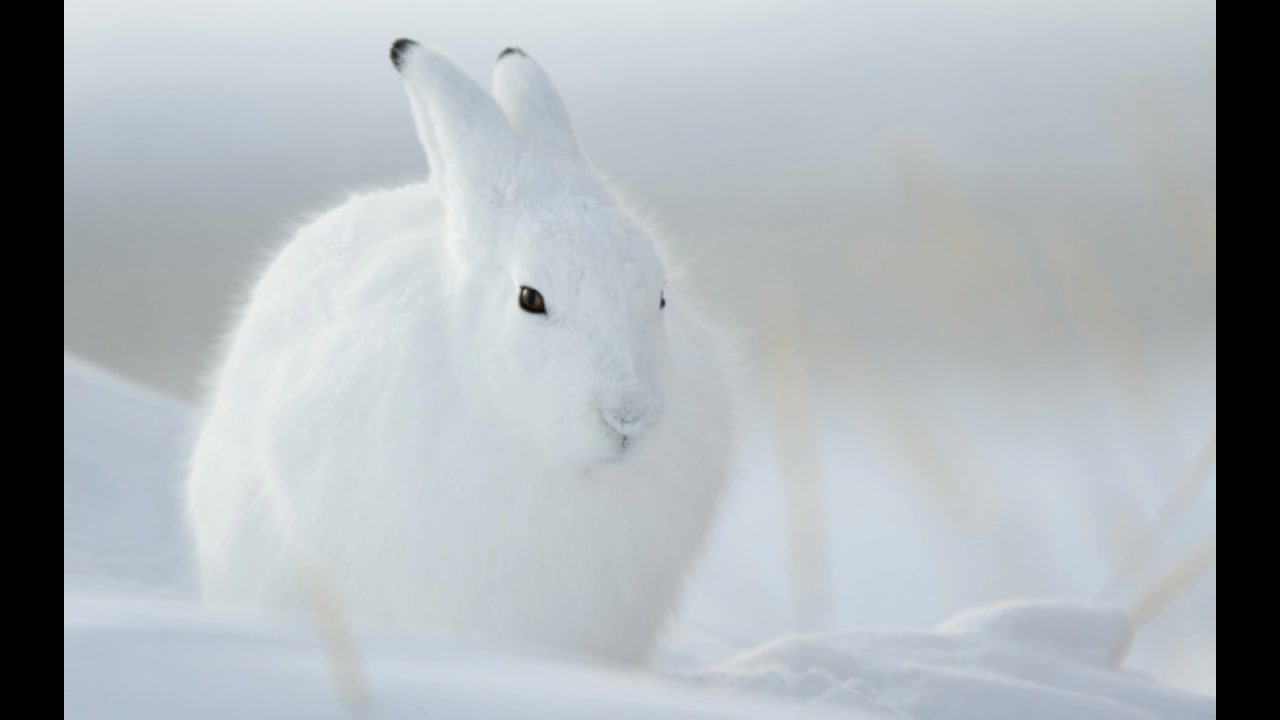 人気の ホッキョクウサギ 動画 19本 ニコニコ動画