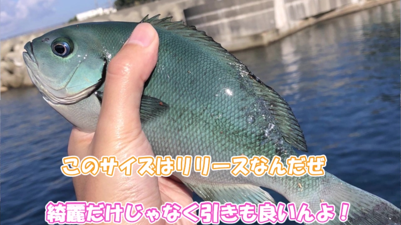 人気の メジナ 動画 66本 ニコニコ動画