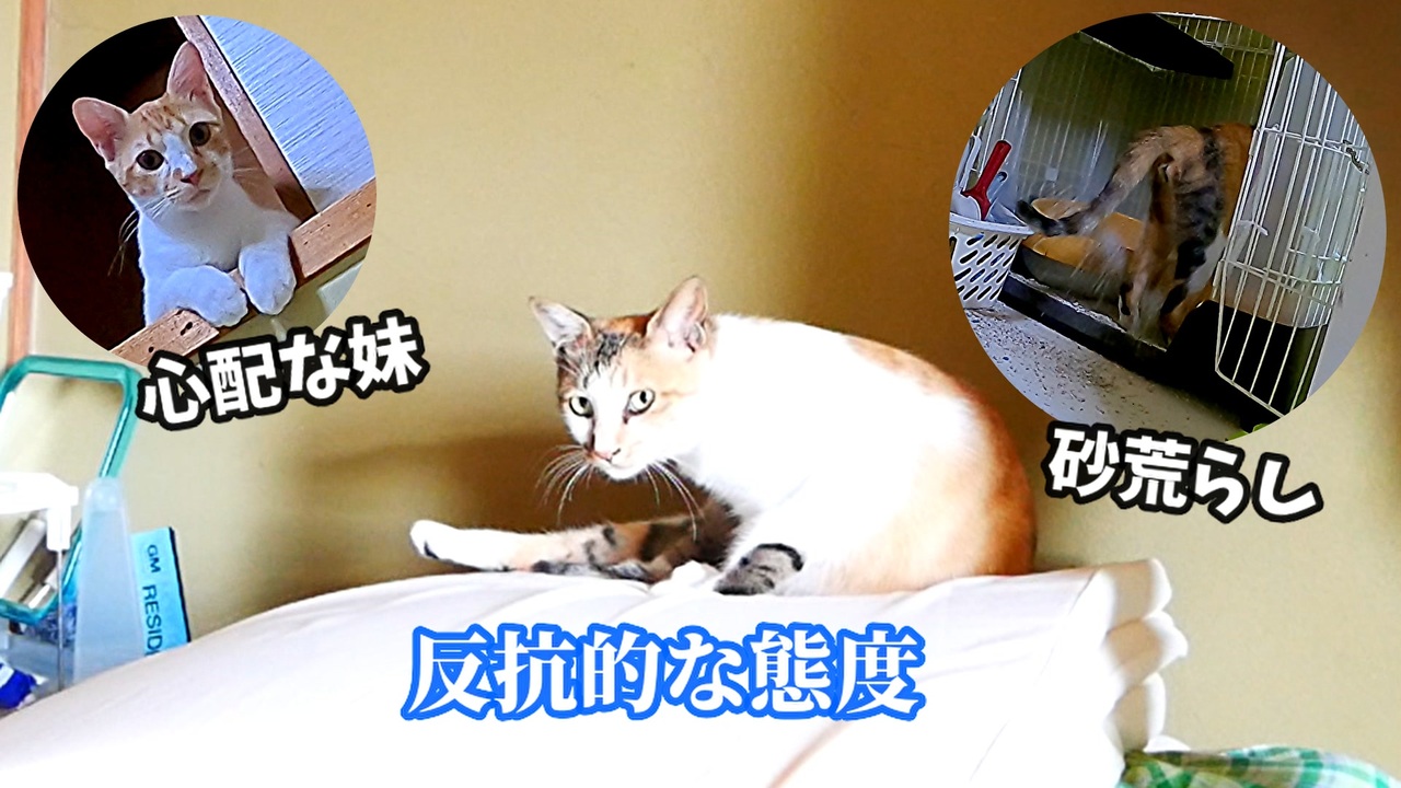 野良猫ウォッチング 全356件 暇エンターテイメントさんのシリーズ ニコニコ動画