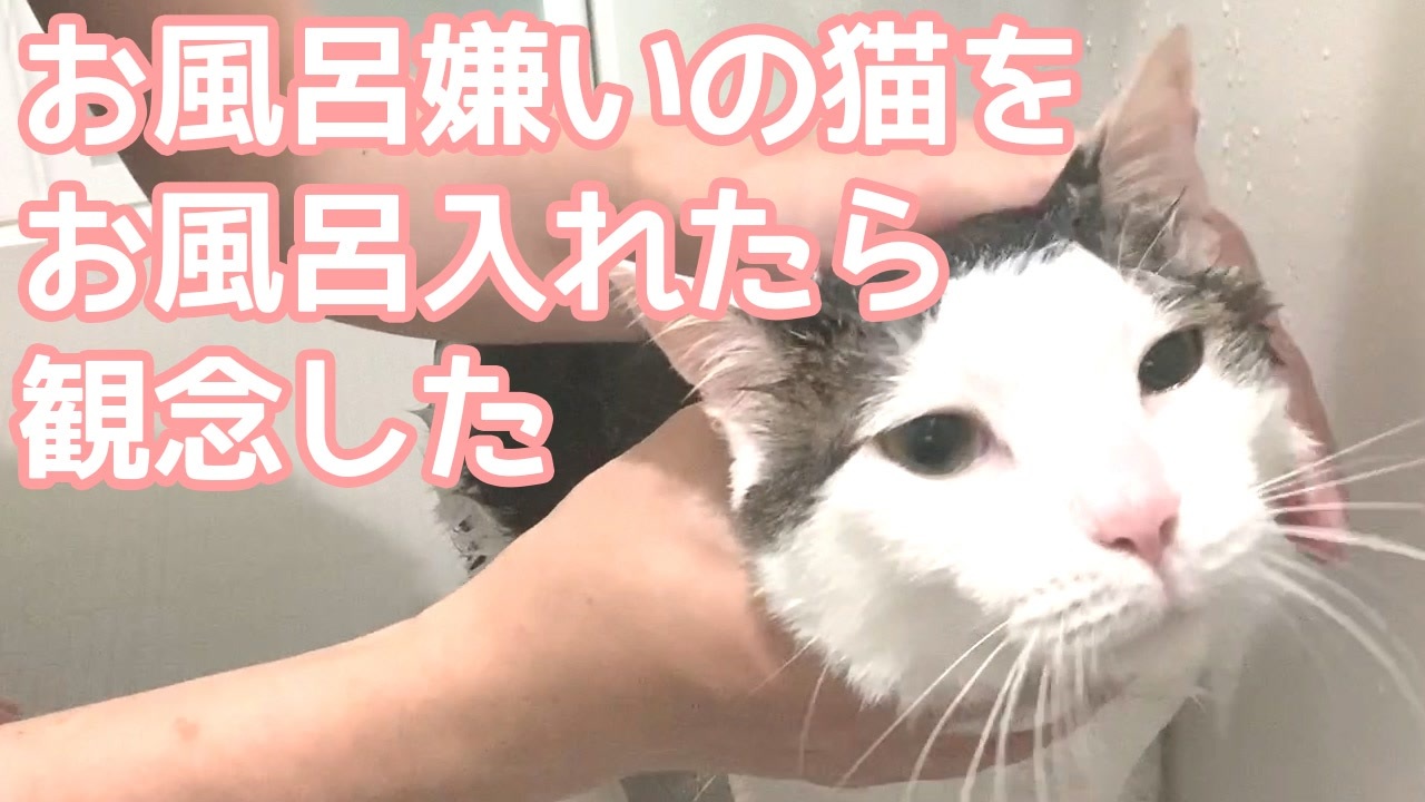 お風呂嫌いの猫をお風呂に入れてみたら ニコニコ動画