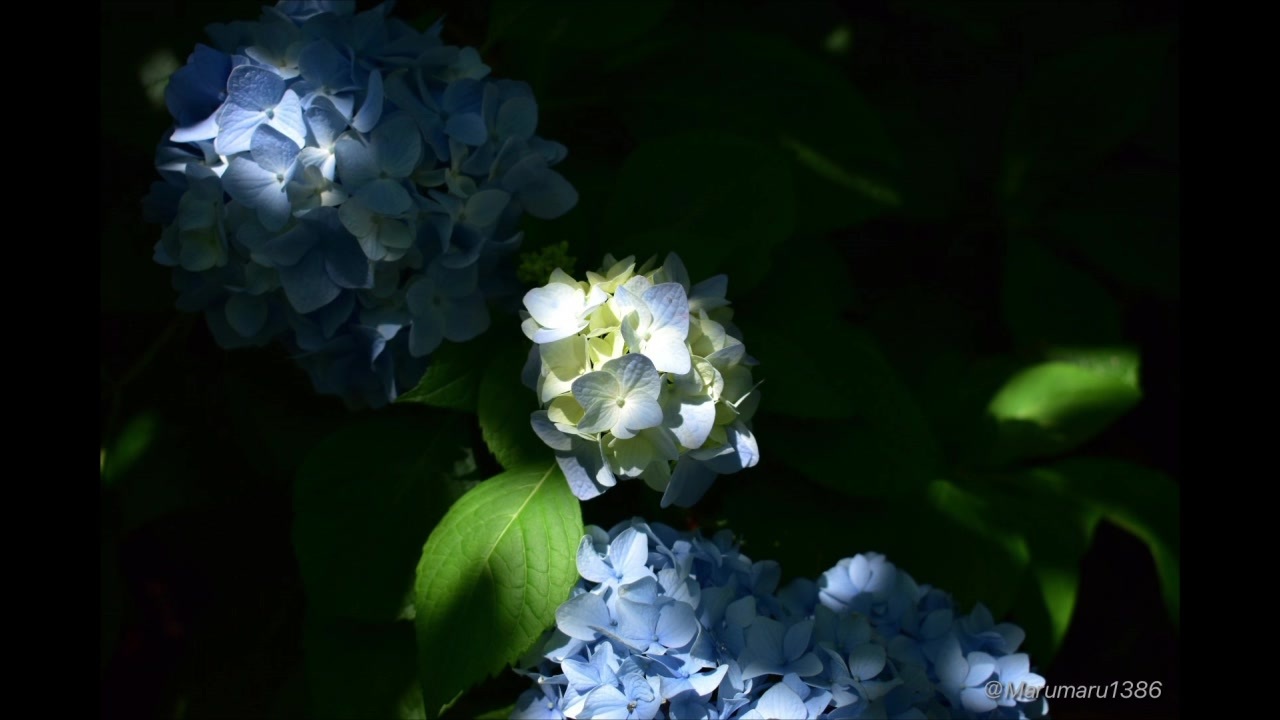 人気の 名前のない怪物 動画 485本 ニコニコ動画