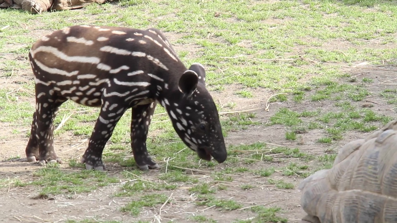 人気の マレーバク 動画 34本 ニコニコ動画