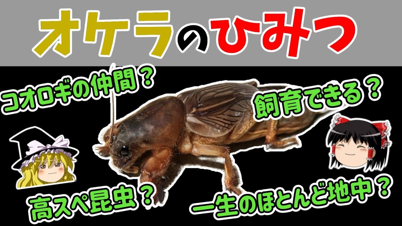 人気の オケラ 動画 43本 ニコニコ動画