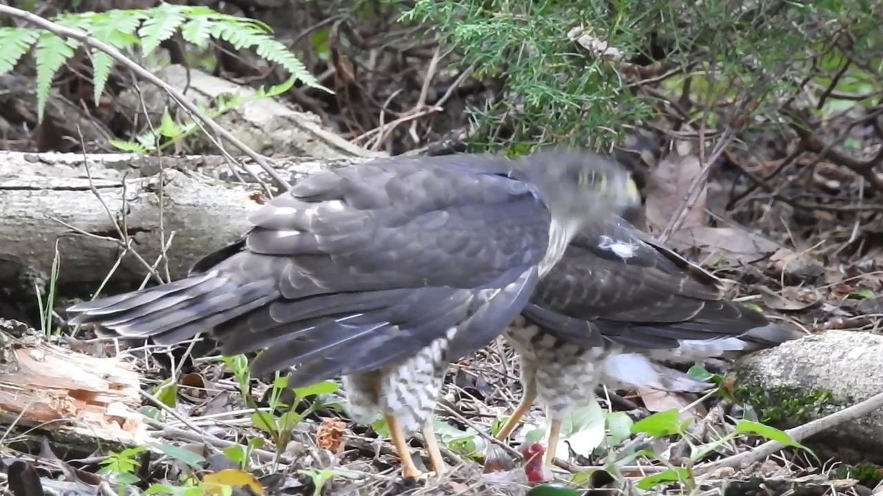 人気の 動物 猛禽類 動画 471本 4 ニコニコ動画