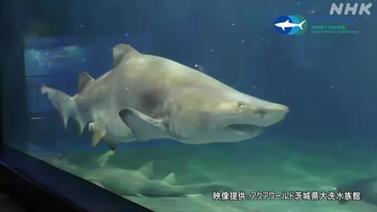 絶滅危惧種のサメ「シロワニ」赤ちゃん誕生 日本初の繁殖成功 - ニコニコ動画