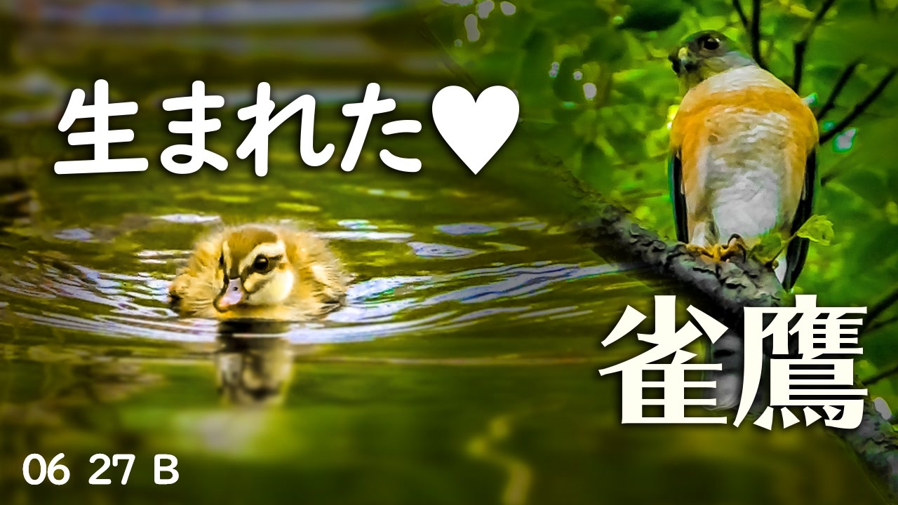 人気の 動物 猛禽類 動画 471本 4 ニコニコ動画