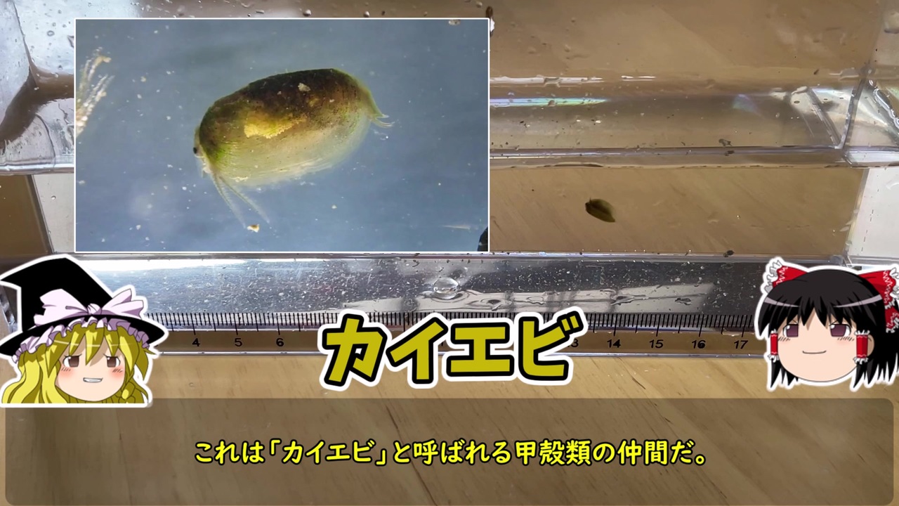 人気の 水生生物 動画 17本 ニコニコ動画