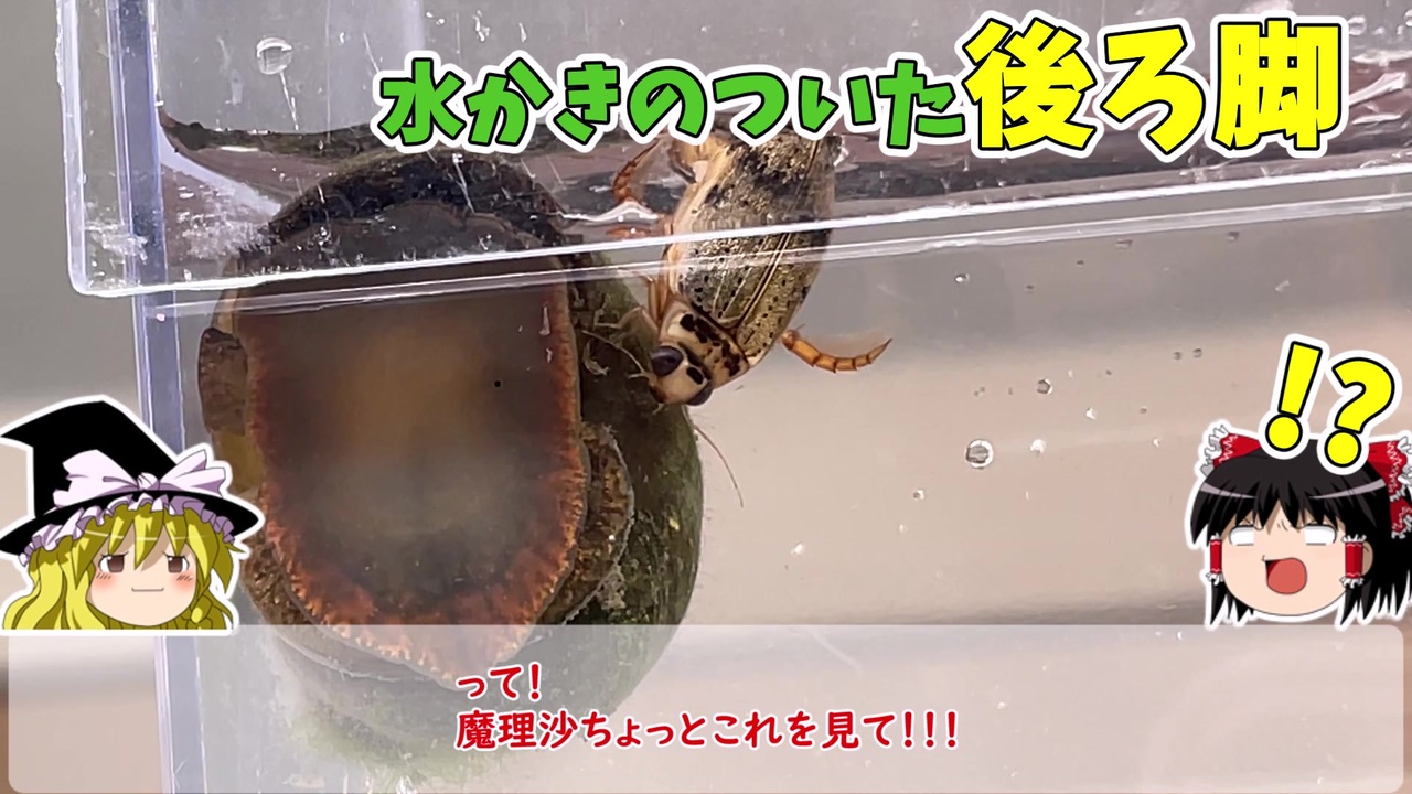 人気の 水生昆虫 動画 30本 ニコニコ動画