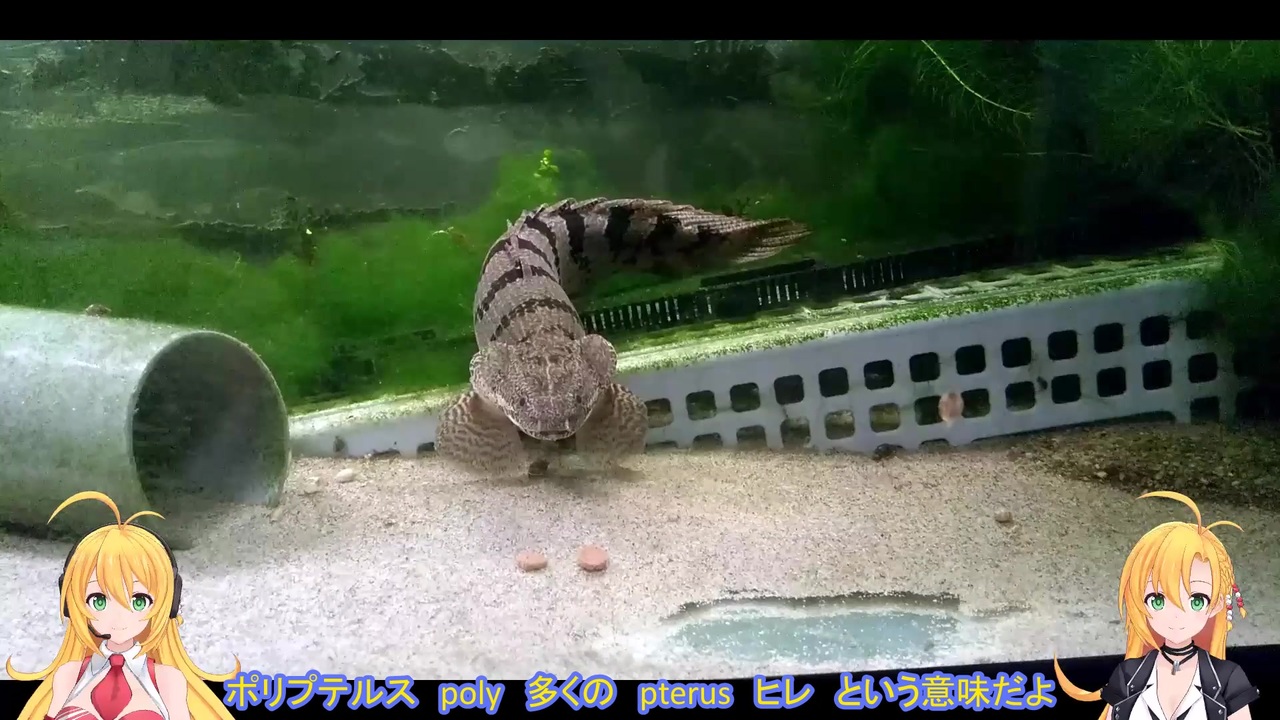 飼育魚紹介 ポリプテルス デルヘジィ ニコニコ動画