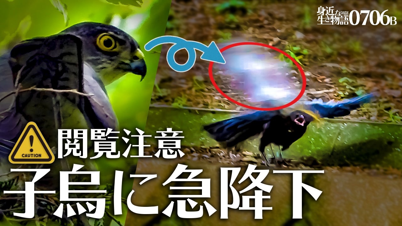 人気の 動物 猛禽類 動画 471本 4 ニコニコ動画