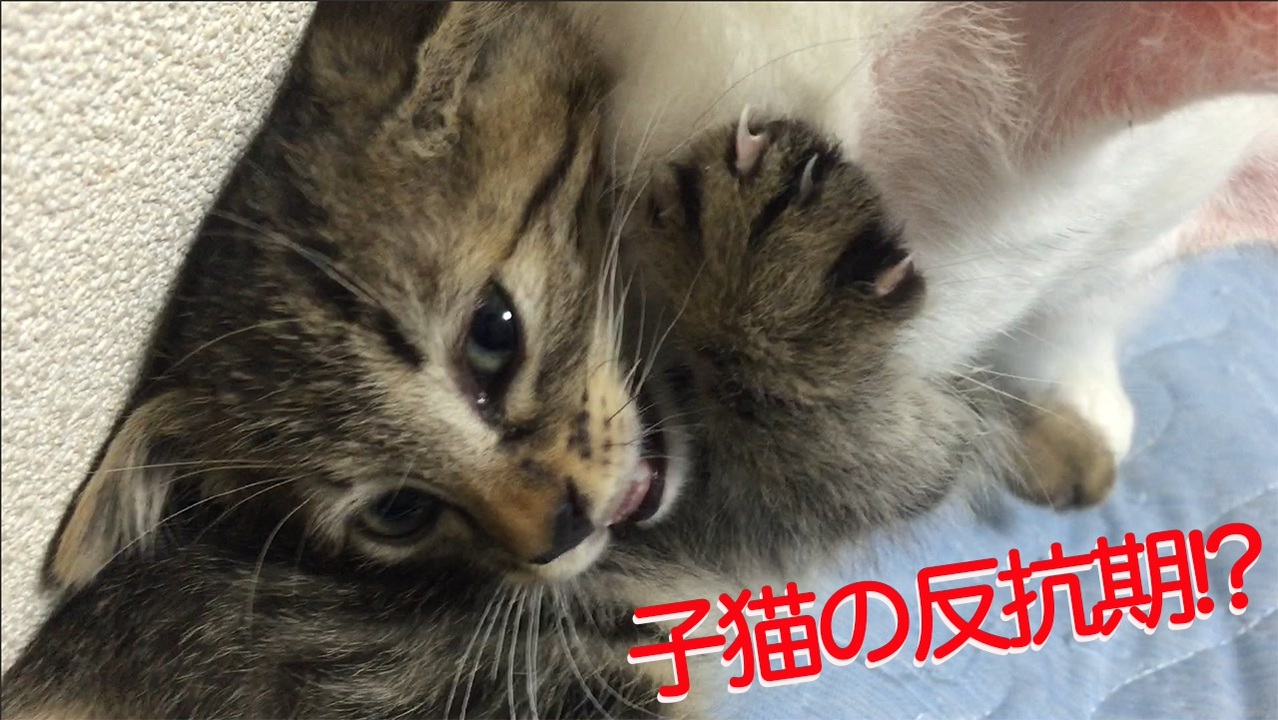 ウチューネコチャン 生後8週の子猫に負ける ニコニコ動画