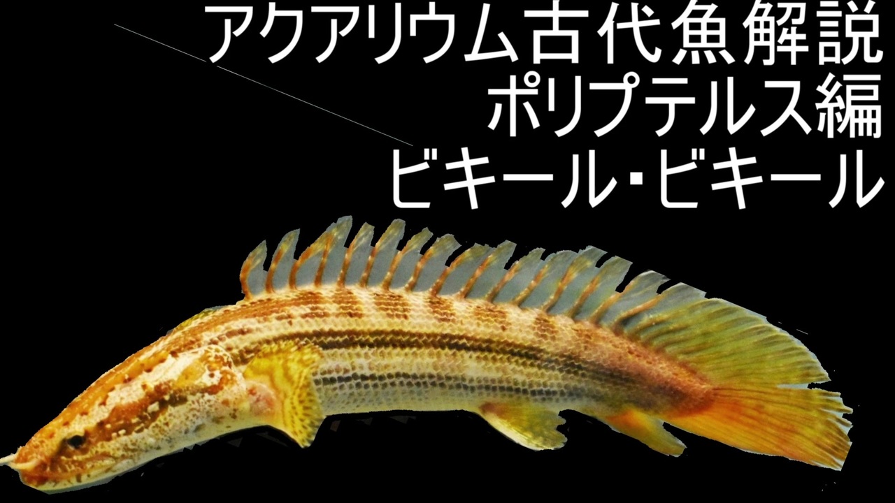 人気の 動物 熱帯魚 動画 1 185本 ニコニコ動画