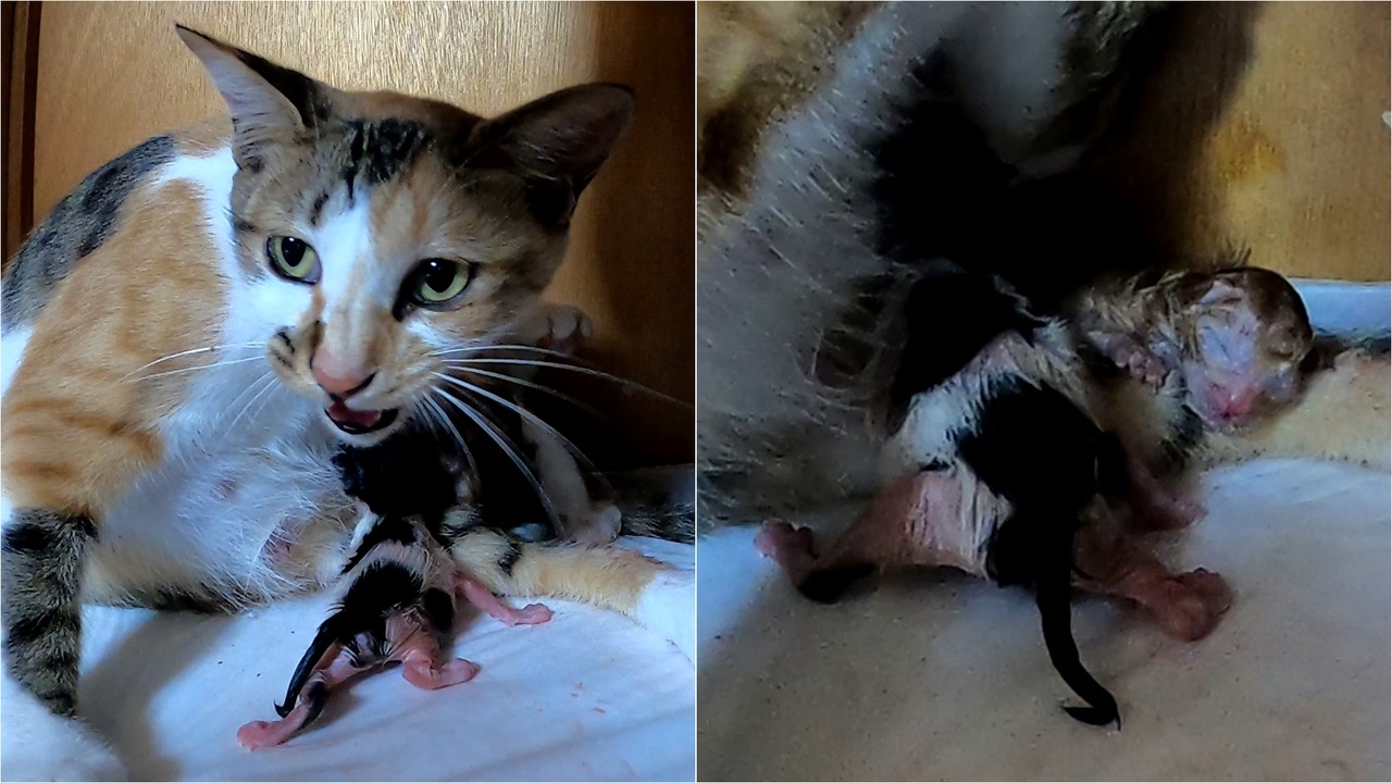 母猫がへその緒を切れない 焦る飼主が対処した手段 二匹の赤ちゃん出産後 ニコニコ動画