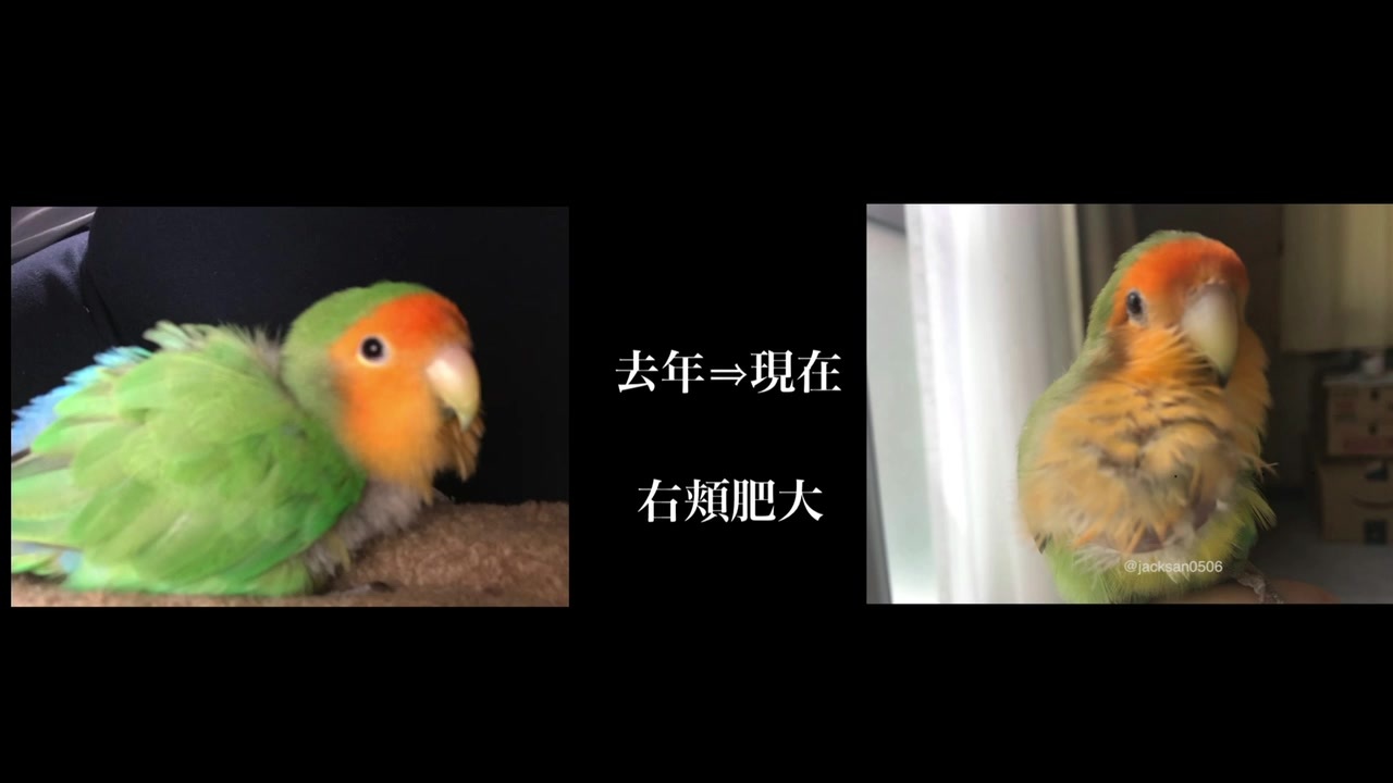 人気の もふもふ動画 コザクラインコ 動画 33本 ニコニコ動画