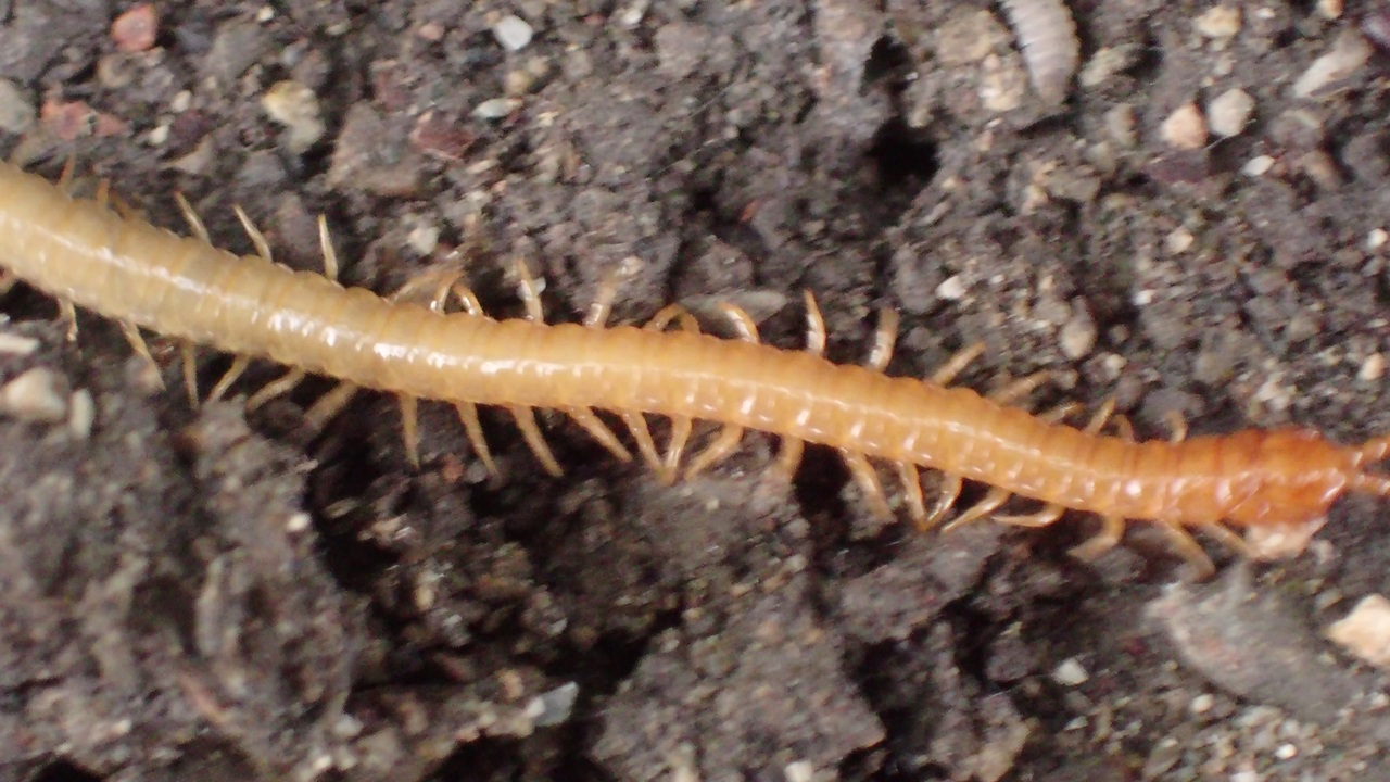 人気の 自然 ムカデ 動画 本 ニコニコ動画