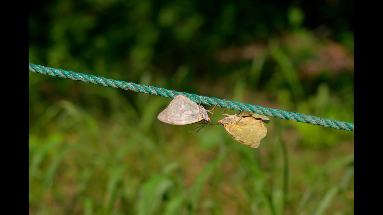 人気の オオムラサキ 動画 13本 ニコニコ動画