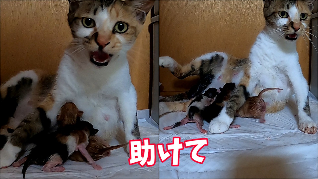 人気の 猫の赤ちゃん 動画 17本 ニコニコ動画