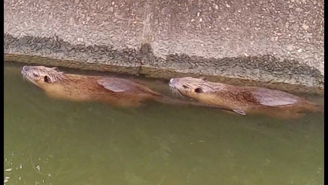 ぬーちゃんれんごうかんたい ニコニコ動画