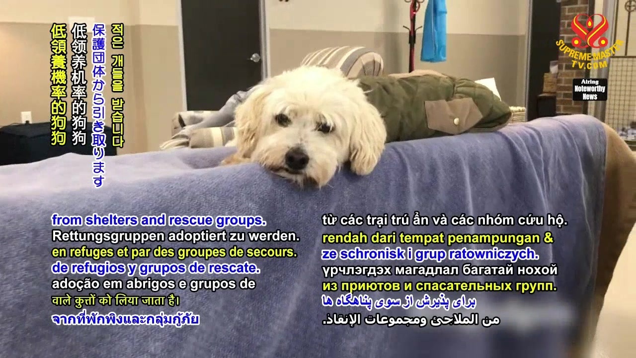 人気の アメリカ 犬 動画 36本 ニコニコ動画