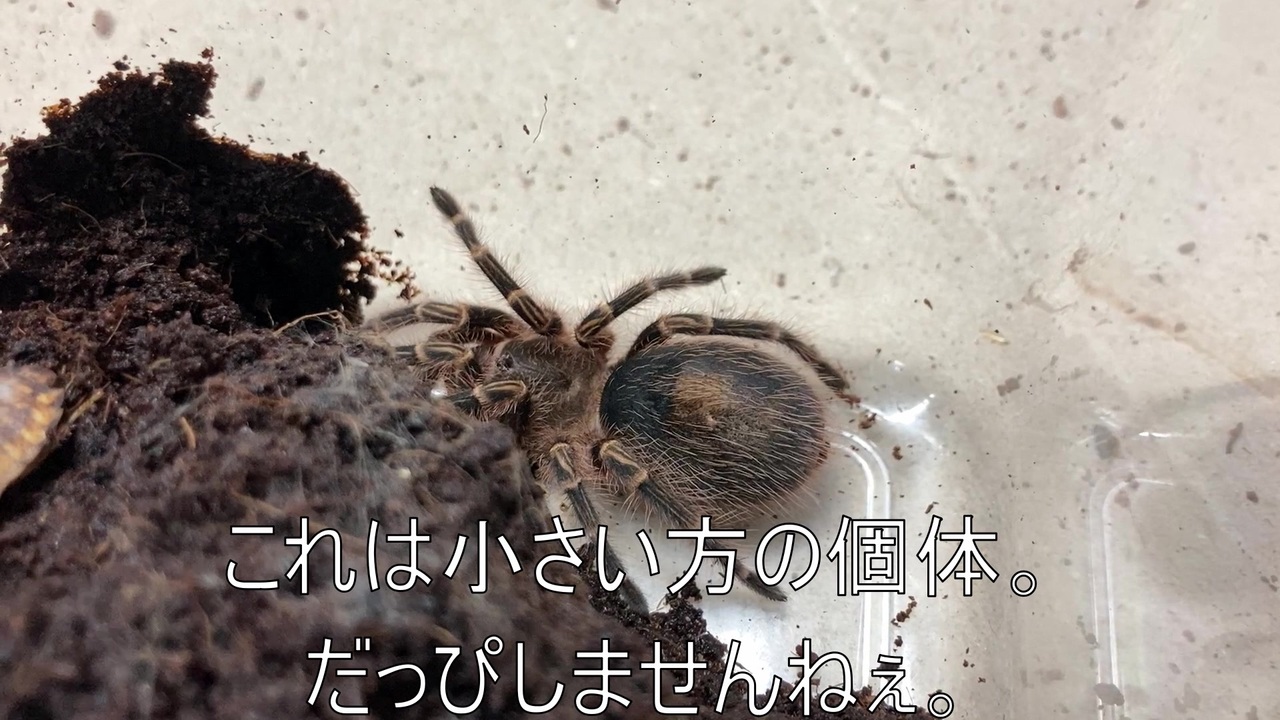 人気の タランチュラ 動画 568本 5 ニコニコ動画