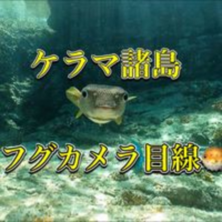 フグの正面 ニコニコ動画