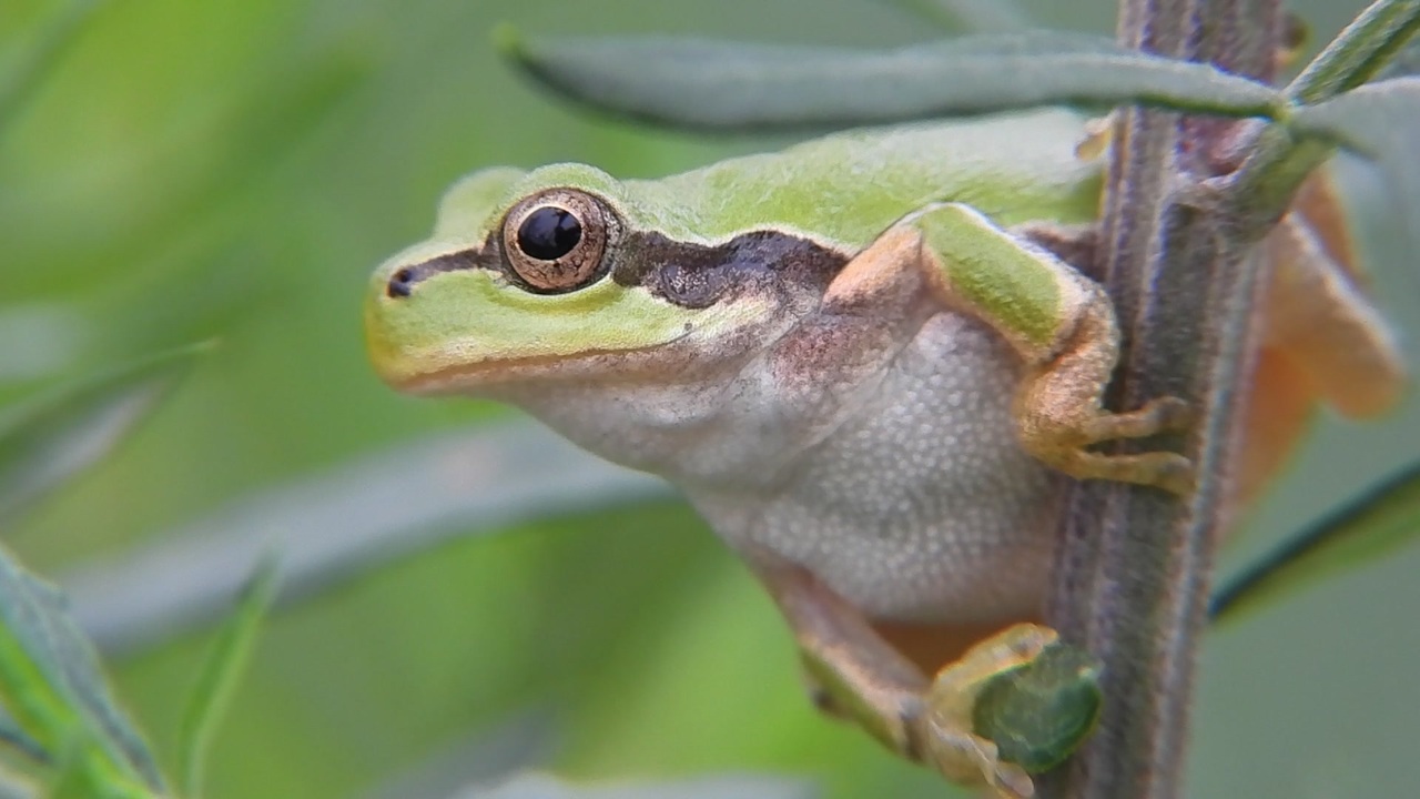 アマガエルの喉の動きが可愛い ニコニコ動画