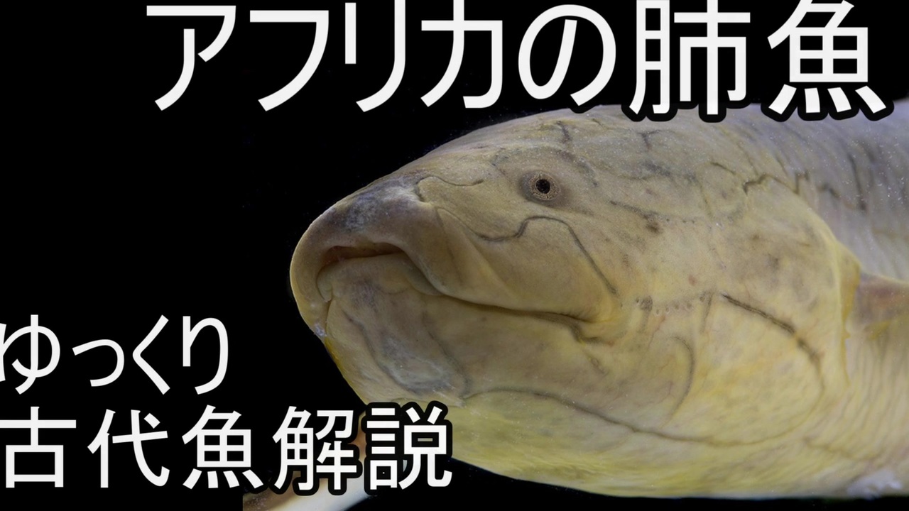 ゆっくり解説】現生の古代魚解説 肺魚編 プロトプテルス【アクアリウム】 - ニコニコ動画