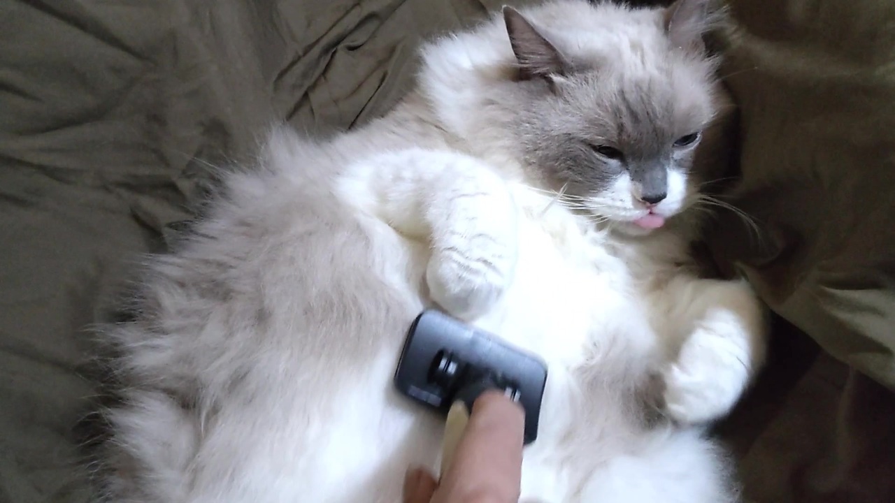 人気の たぬこ 動画 1 7本 2 ニコニコ動画