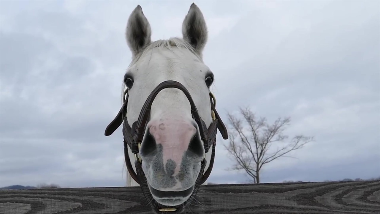 人気の 競走馬のふるさと案内所 動画 4本 ニコニコ動画