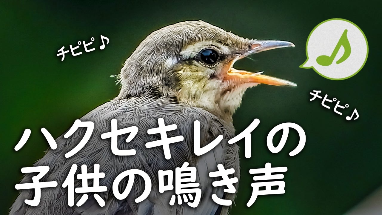 人気の 鳥の鳴き声 動画 122本 ニコニコ動画