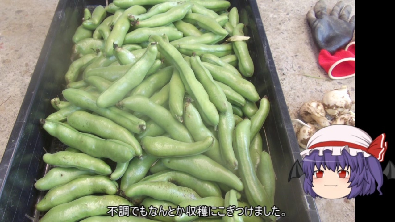 送料無料激安祭 野菜たね 陵西一寸 そら豆 1袋 タネ 種 25ml ソラマメ