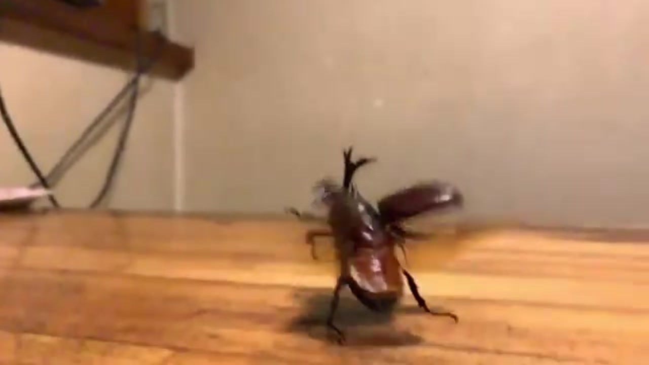 人気の カブトムシ 動画 6本 ニコニコ動画