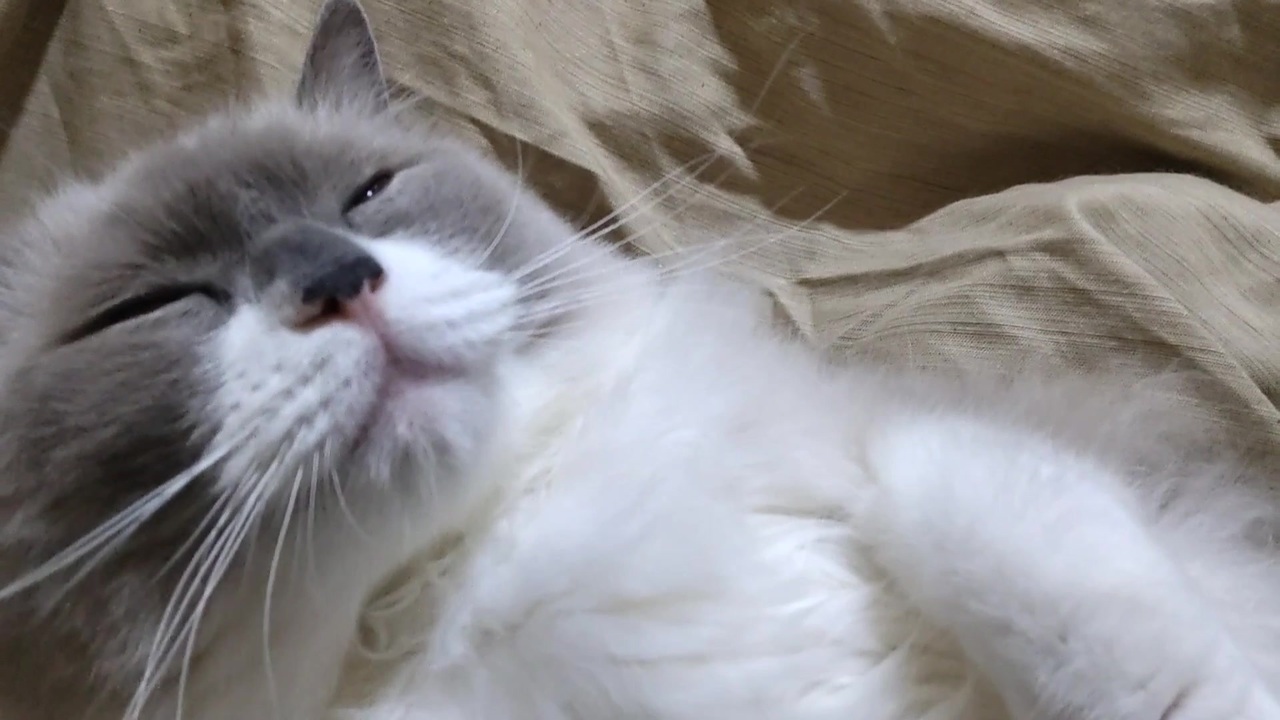 人気の たぬこ 動画 1 7本 2 ニコニコ動画