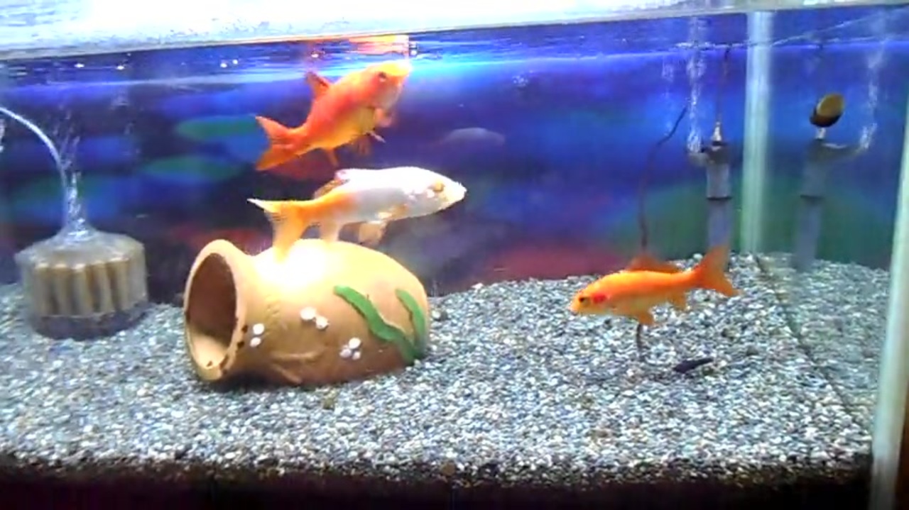 11歳の金魚（金魚の餌やり11年目） - ニコニコ動画