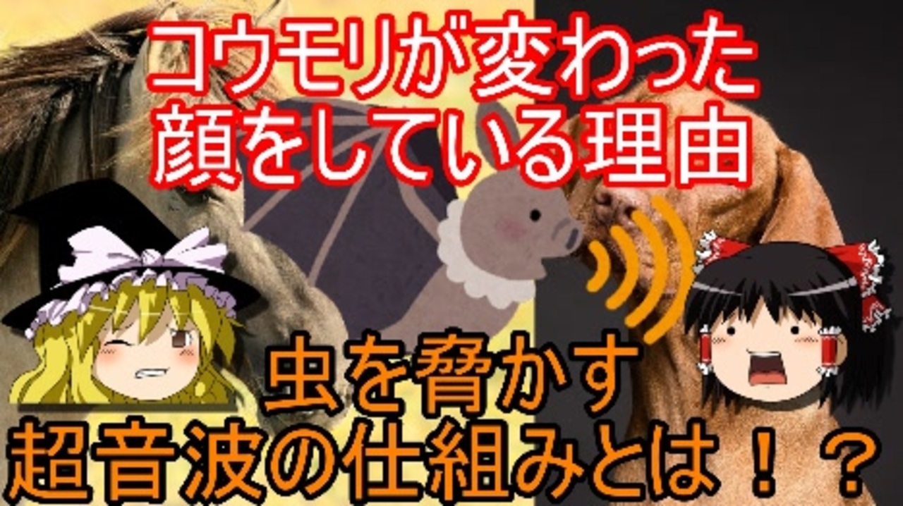 人気の 昆虫 動画 2 435本 3 ニコニコ動画