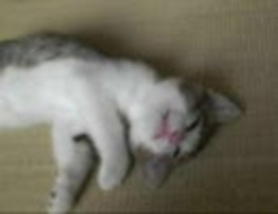 人気の しゃべる動物シリーズ 動画 11本 ニコニコ動画