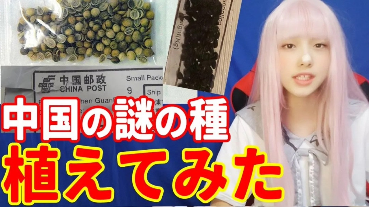 中国の謎の種 送り付けを植えてみた 種子は浜田雅功宅届く小川菜摘は猛毒ジャイアント ホグウィードか ネタ ニコニコ動画