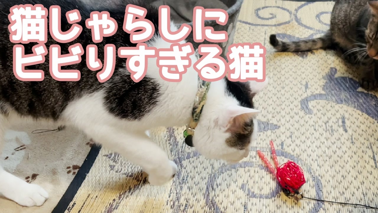 ビビりすぎる猫 ニコニコ動画