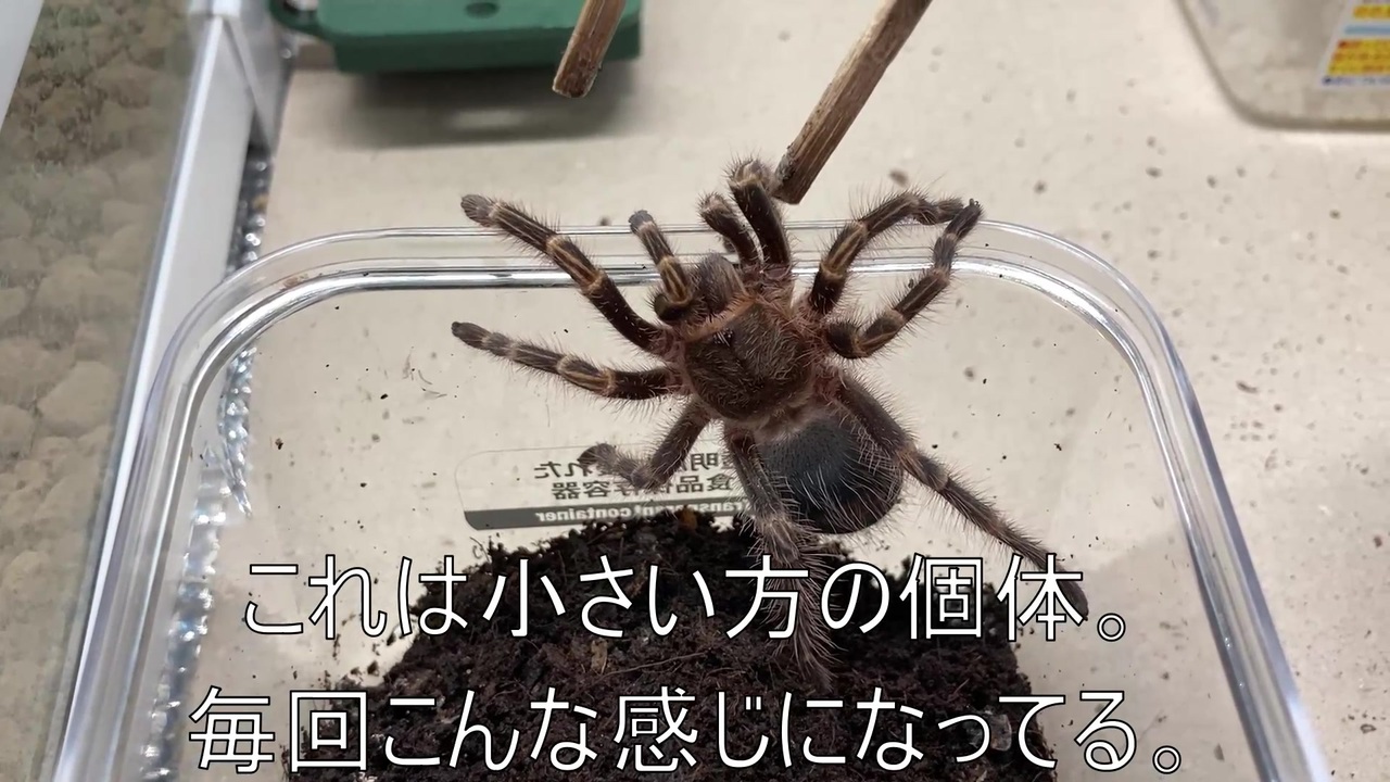 人気の 蜘蛛 動画 902本 4 ニコニコ動画