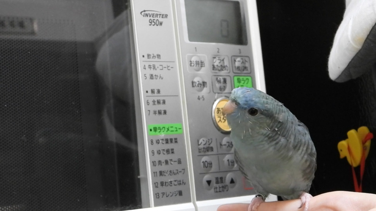 人気の 鳥 サザナミインコ 動画 59本 ニコニコ動画