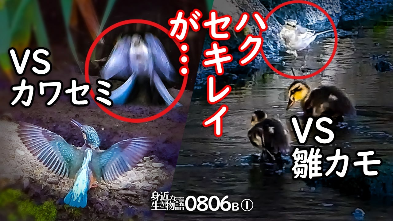 人気の 餌やり 動画 117本 ニコニコ動画