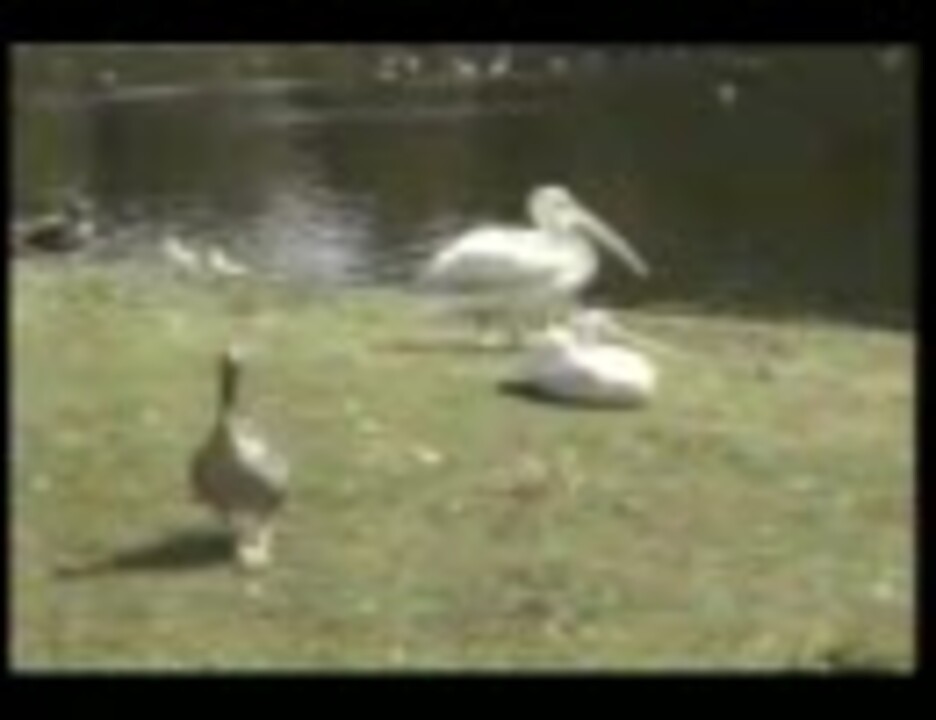 肉食ペリカン ニコニコ動画