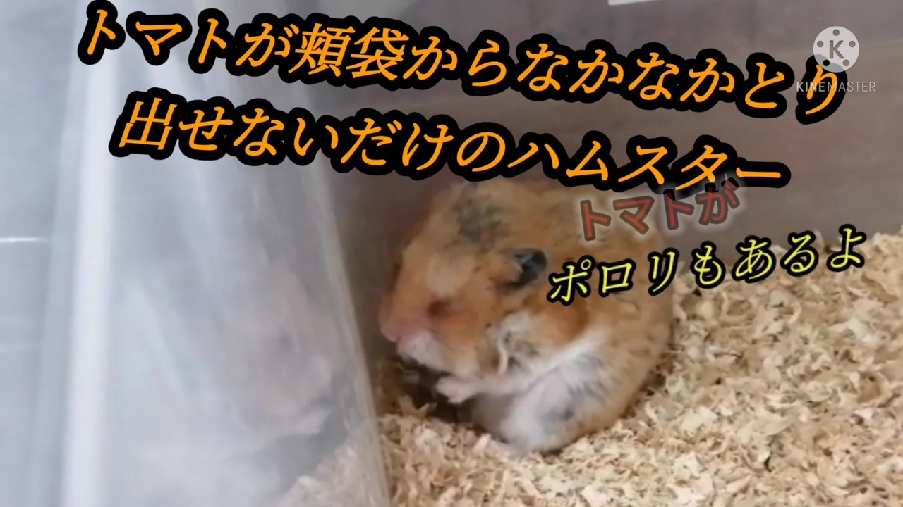 頬袋のトマトがなかなか出ないハムスター ニコニコ動画