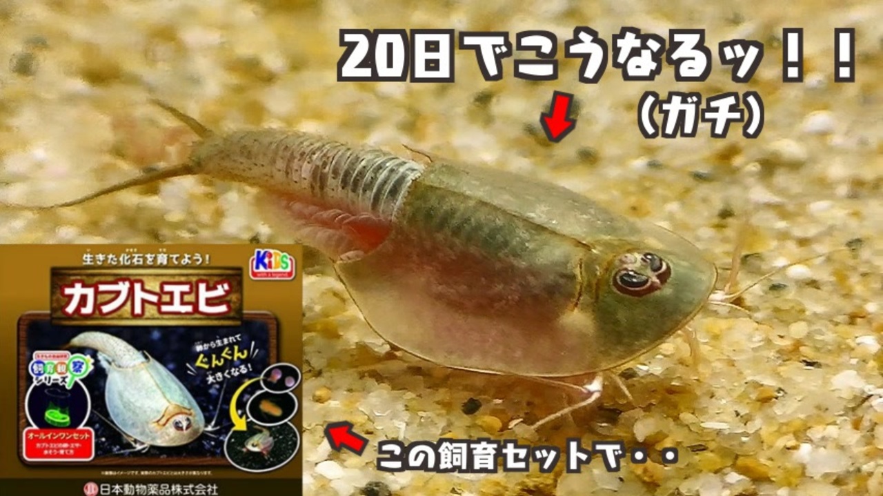 カブトエビ飼育セット1日目から日目までを6分30秒くらいにまとめてみた ニコニコ動画