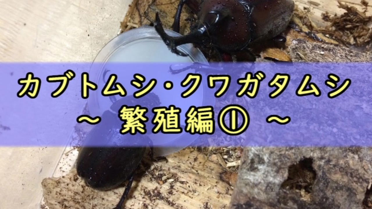 人気の クワガタ カブトムシ 動画 126本 ニコニコ動画