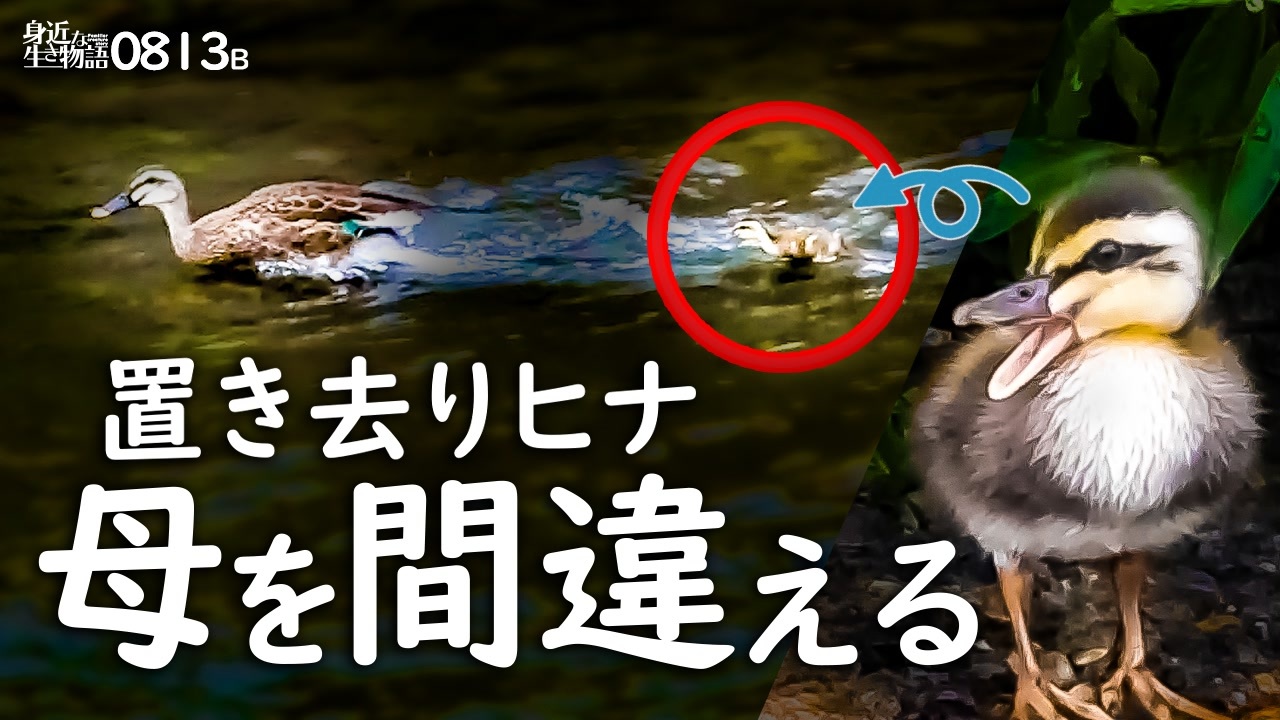 0813B【置き去り雛鳥 母を間違う悲劇】カルガモ親子の引っ越し失敗