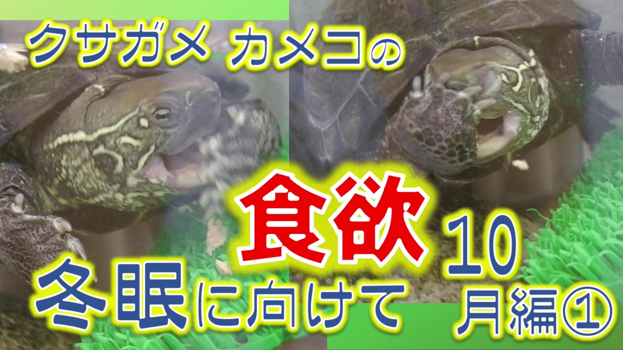 人気の 亀 Av アニマルビデオ 動画 128本 ニコニコ動画