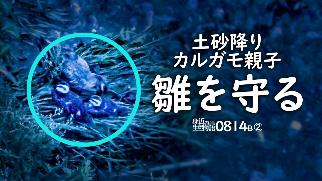 身近な生き物語366日 生き物 自然日記 全498件 Mochi Oさんのシリーズ ニコニコ動画