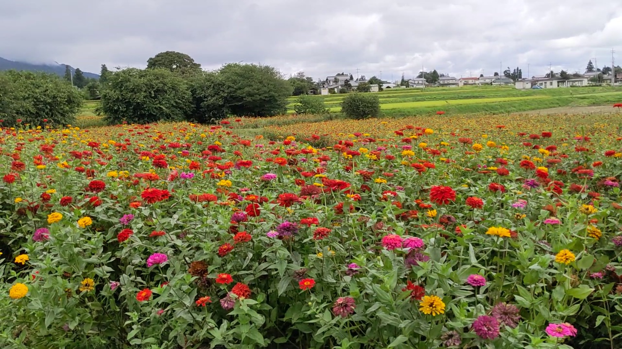 ジニア 百日草 の花畑 あづみの公園堀金口付近にて ニコニコ動画