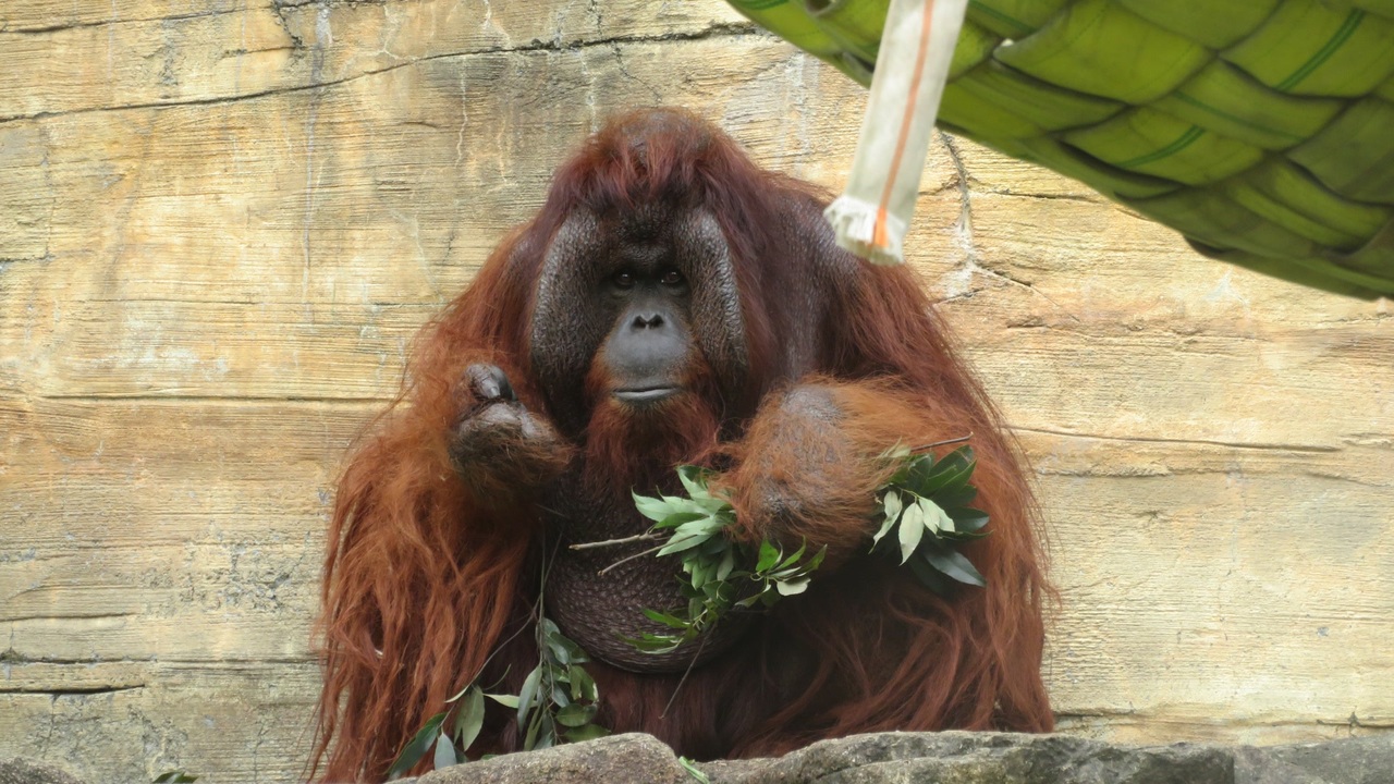 人気の オランウータン 動画 79本 ニコニコ動画